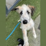 Un Silky Tzu debout sur ses pattes arrières et qui est tenu en laisse