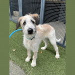 Un Silky Tzu au pelage bicolore, debout sur une surface gazonné et qui est tenu en laisse