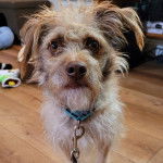 Un Silky Tzu au pelage bicolore, sur un plancher en bois et qui est tenu en laisse