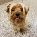 Un Silky Tzu  assis sur une surface bitumée, tirant la langue, et qui est tenu en laisse