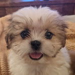 Un Silky Tzu au pelage bicolore, regardant la caméra et tirant la langue