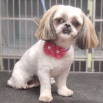 Un Silky Tzu au pelage tricolore, assis, portant un noeud autour du cou et qui est tenu en laisse