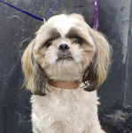 Un Silky Tzu au pelage tricolore, regardant la caméra et portant un collier autour du cou