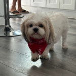 Un Silky Tzu au pelage bicolore, courant sur plancher en bois et portant un foulard rouge au cou