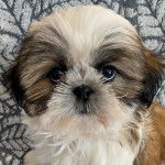 Un Silky Tzu au pelage tricolore, regardant la caméra