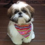 Un Silky Tzu au pelage tricolore, assis sur un plancher en bois et portant un foulard au cou