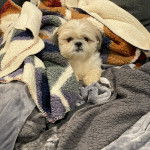 Un Silky Tzu au pelage bicolore, allongé sous des couvertures et regardant la caméra