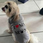 Un Silky Tzu assis sur un sol carreler, portant un habit gris et regardant la caméra de haut