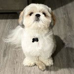 Un Silky Tzu au pelage tricolore, assis sur un plancher en bois et portant un collier au cou