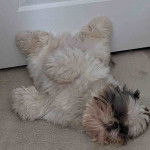 Un Silky Tzu au pelage tricolore, allongé sur une moquette et semblant jouer