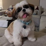 Un Silky Tzu  assis sur un canapé, portant un collier au cou et ayant la langue pendante