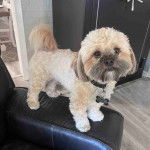 Un Silky Tzu au pelage tricolore, debout sur l'accoudoire d'un canapé et portant un collier au cou