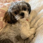 Un Silky Tzu au pelage tricolore, allongé sur une couverture et ayant la gueule légèrement ouverte