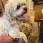 Profil d'un Silky Tzu tenu dans les bras d'une personne, et ayant la langue pendante