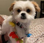 Un Silky Tzu au pelage bicolore, tenu dans les bras d'une personne et portant un collier 