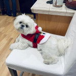 Un Silky Tzu au pelage blanc, allongé sur une chaise et portant un habit rouge