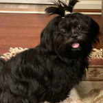 Un Silky Tzu au pelage noir, assis sur un tapis et tirant légèrement la langue