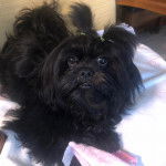 Un Silky Tzu au pelage noir, allongé sur une couverture blanche et regardant la caméra