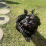 Un Silky Tzu au pelage noir, assis sur une surface gazonné et ayant la gueule légèrement ouverte