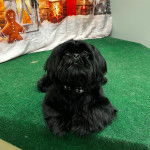 Un Silky Tzu au pelage noir,  allongé sur un tapis et portant un noeud autour du cou