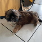 Un Silky Tzu au pelage tricolore, allongé sur un sol carreler et regardant la caméra