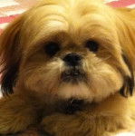 Un Silky Tzu au pelage bicolore, regardant la caméra