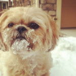 Un Silky Tzu au pelage bicolore, sur une surface enneigé et ayant un peu de neige sur son menton