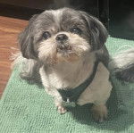 Un Silky Tzu au pelage bicolore, assis sur un tapis et portant un harnais