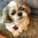 Un Silky Tzu au pelage bicolore, assis sur un tapis et portant un collier au cou