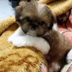 Un Silky Tzu au pelage bicolore, allongé à l'intérieur d'une couverture et regardant la caméra