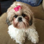 Un Silky Tzu au pelage bicolore, allongé sur un canapé et portant un noeud sur la tête