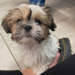 Un Silky Tzu  se faisant caresser les poils par une personne, et portant un harnais