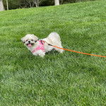 Un Silky Tzu debout sur un terrain herbeux, portant un harnais et qui est tenu en laisse