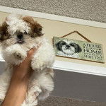 Un Silky Tzu au pelage bicolore, tenu dans la main d'une personne 