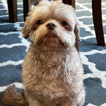 Un Silky Tzu au pelage bicolore, assis sur un tapis et regardant la caméra