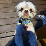 Un SilKy Tzu au pelage bicolore, debout sur ses pattes arrières et portant un collier au cou