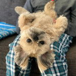 Un Silky Tzu au pelage bicolore, allongé sur le dos sur les cuisses d'une personne