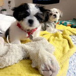 Deux Silky Tzu allongées sur un lit, l'un portant un harnais et l'autre un habit pour chien