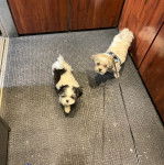 Deux Silky Tzu debout dans une pièce, l'un étant tenu en laisse et l'autre non