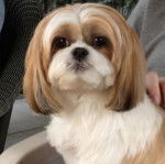 Un Silky Tzu au pelage bicolore, assis sur une chaise et regardant la caméra