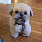 Un Silky Tzu au pelage tricolore, assis sur un plancher en bois et portant une cravate au cou