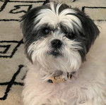 Un Silky Tzu au pelage bicolore, portant un collier au cou et regardant la caméra