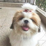 Un Silky Tzu au pelage bicolore, assis sur un sol carreler et ayant la gueule légèrement ouverte