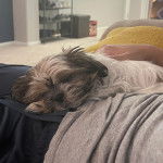 Un Silky Tzu au pelage tricolore, dormant sur les cuisses d'une personne qui lui caresse la fourrure