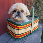 Un Silky Tzu au pelage tricolore, assis dans un sac et regardant la caméra