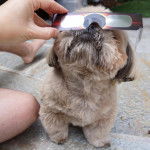 Un Silky Tzu au pelage tricolore, portant des lunettes de soleil et regardant le ciel