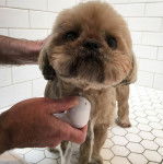 Un Silky Tzu debout dans une douche, et prenant son bain