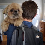 Un Silky Tzu au pelage bicolore, sur l'epaule d'un homme