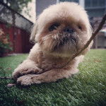 Un Silky Tzu allongé sur une surface gazonné, et tenant dans ses pattes un morceau de bois 