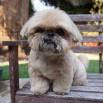 Un Silky Tzu au pelage tricolore, assis sur une chaise en bois et regardant la caméra